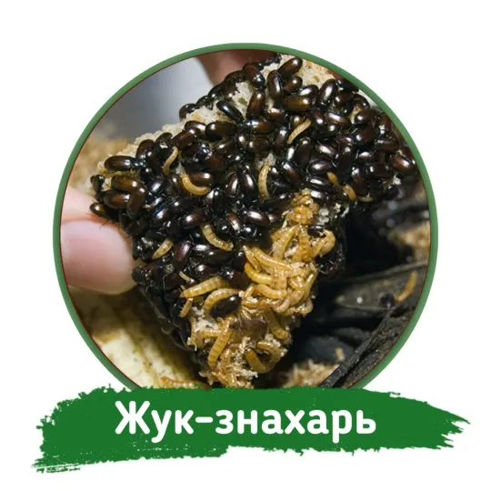 Жук знахарь и его личинки