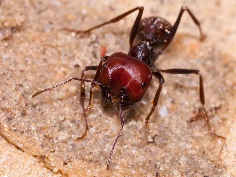 Messor cephalotes