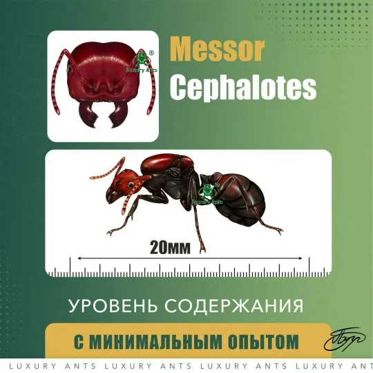 Messor cephalotes
