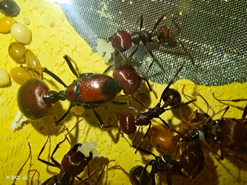 Messor cephalotes