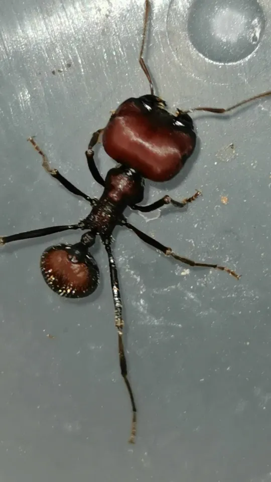 Messor cephalotes