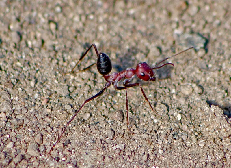 Cataglyphis nodus