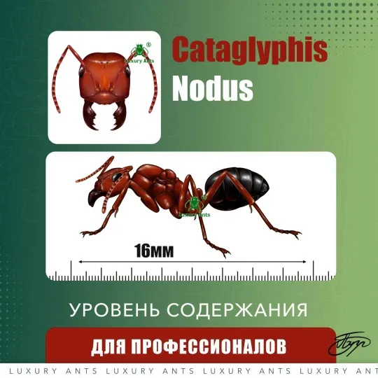 Cataglyphis nodus