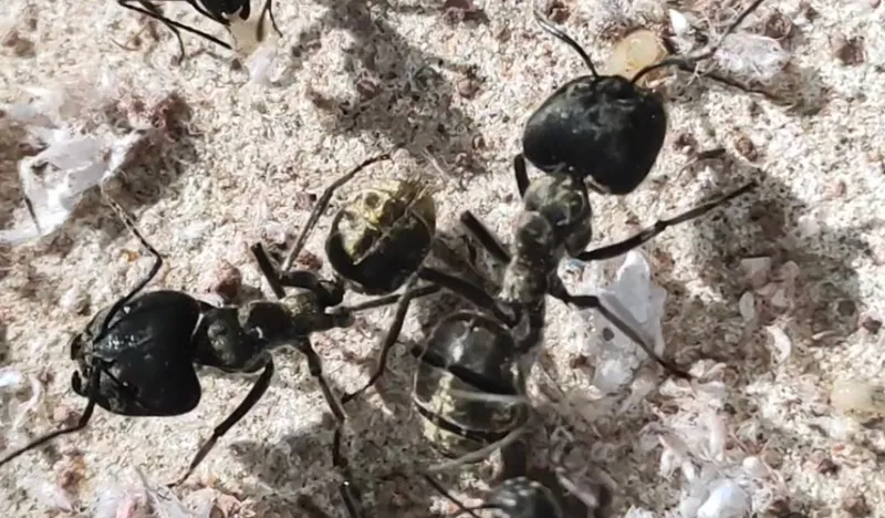 Camponotus holosericeus матка + расплод + 15-25 рабочих