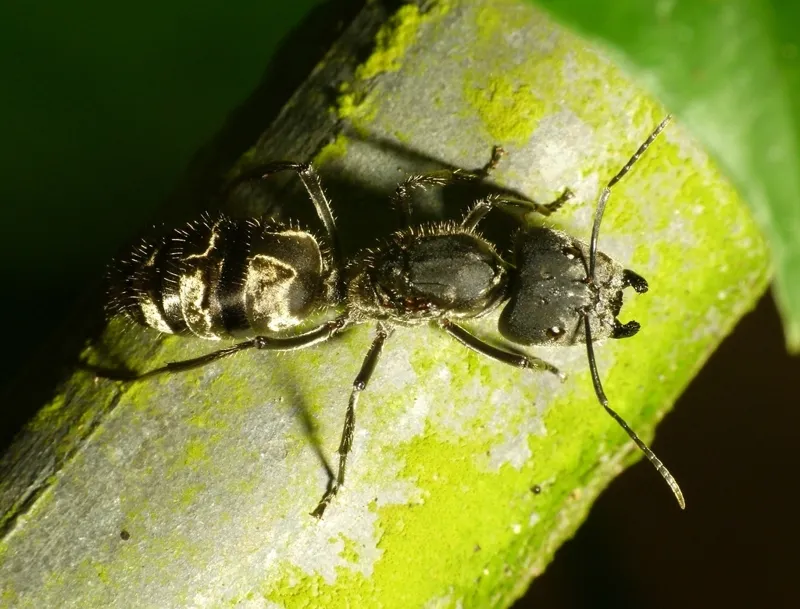 Camponotus holosericeus матка + расплод + 15-25 рабочих