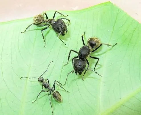Camponotus holosericeus матка + расплод + 15-25 рабочих