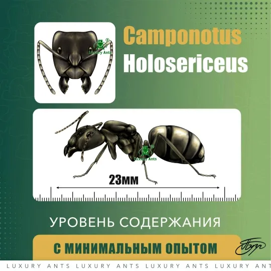 Camponotus holosericeus матка + расплод + 15-25 рабочих