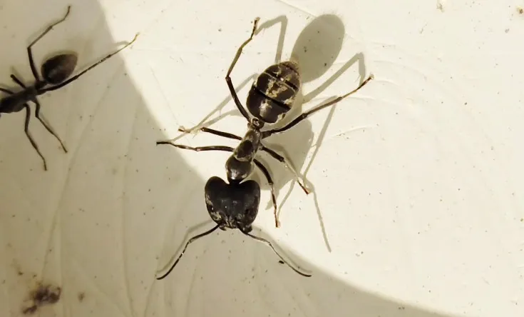 Camponotus holosericeus матка + расплод + 15-25 рабочих