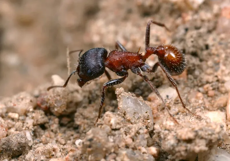 Pogonomyrmex rugosus
