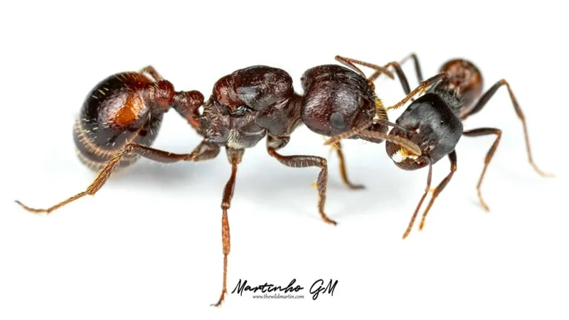 Pogonomyrmex rugosus