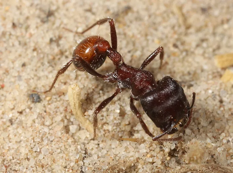 Pogonomyrmex rugosus