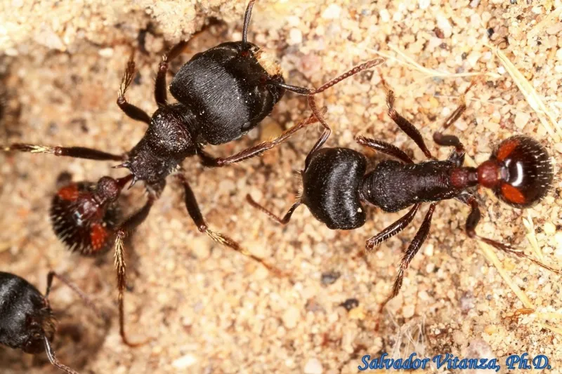 Pogonomyrmex rugosus