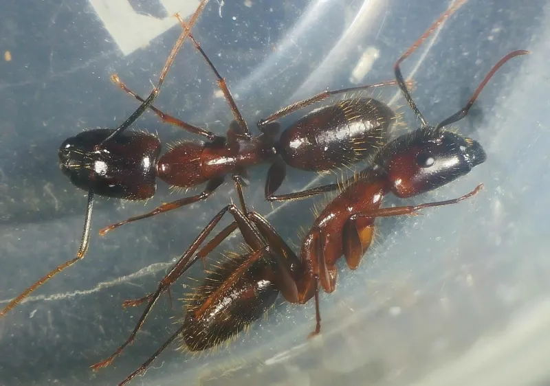 Camponotus guangxi