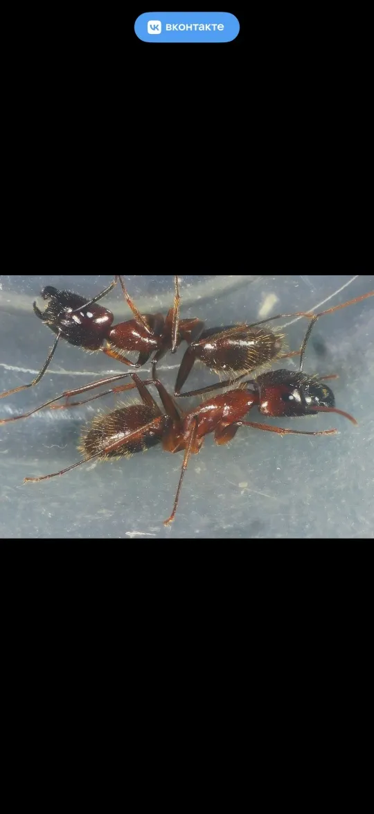 Camponotus guangxi