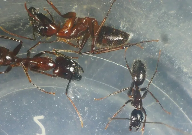 Camponotus guangxi