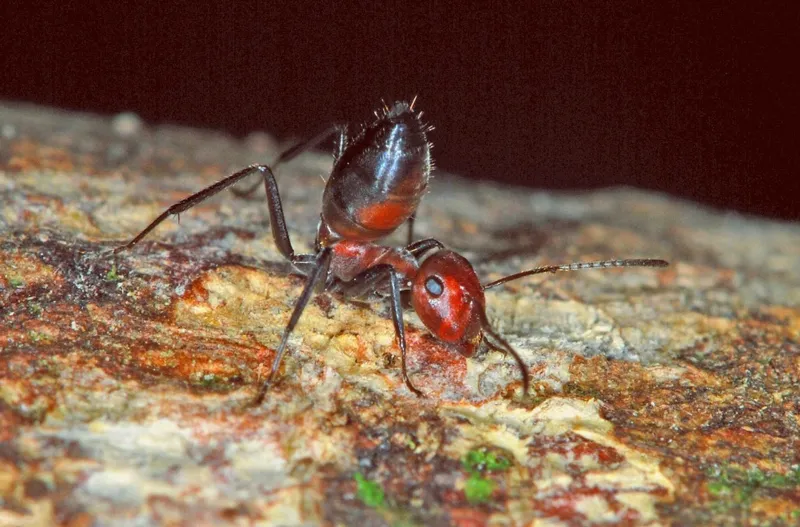 Colobopsis explodens