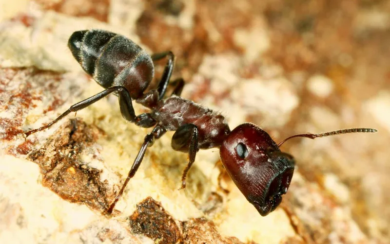 Colobopsis explodens