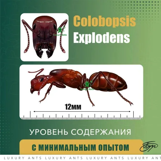 Colobopsis explodens