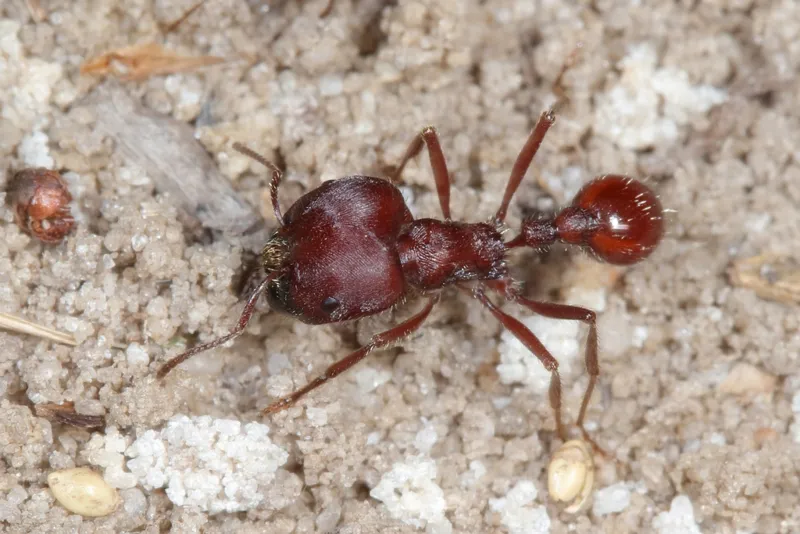 🇺🇸Pogonomyrmex badius