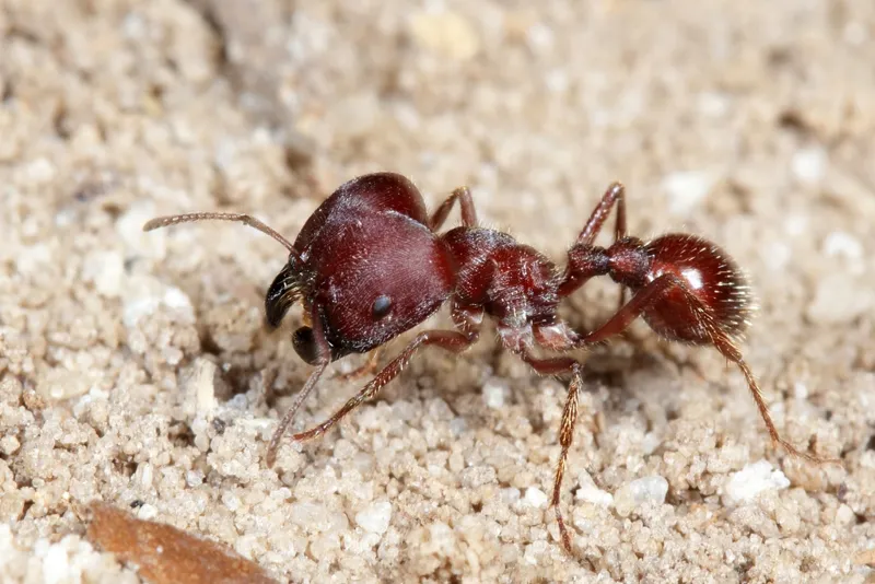 🇺🇸Pogonomyrmex badius