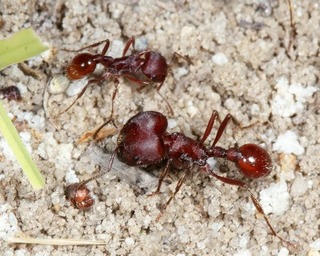 🇺🇸Pogonomyrmex badius