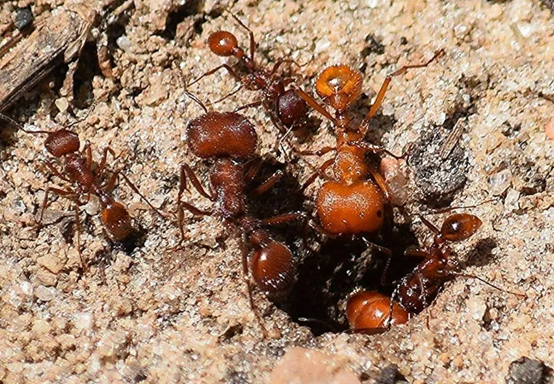 🇺🇸Pogonomyrmex badius