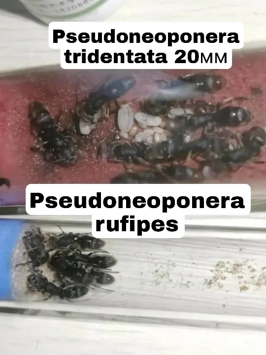 Pseudoneoponera tridentata