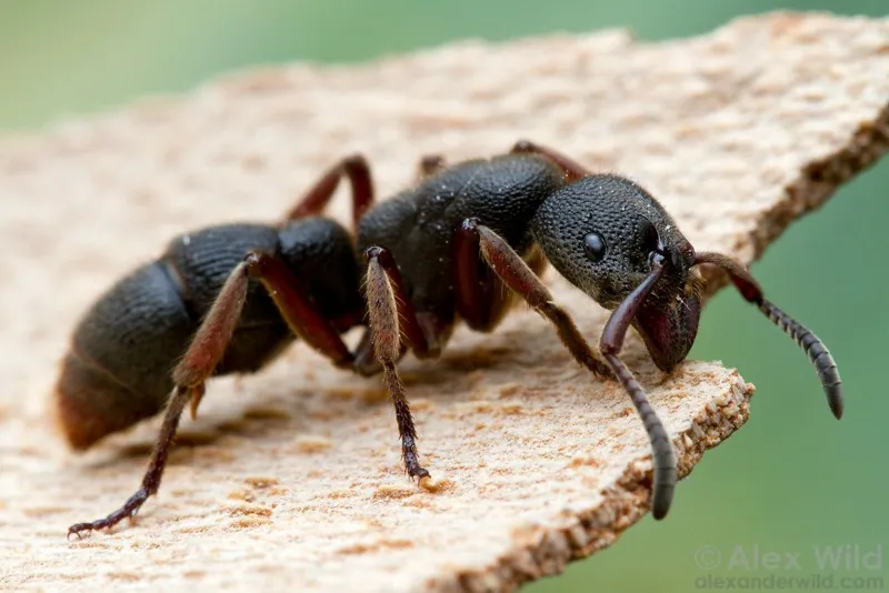 Pseudoneoponera tridentata