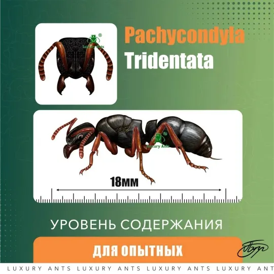 Pseudoneoponera tridentata