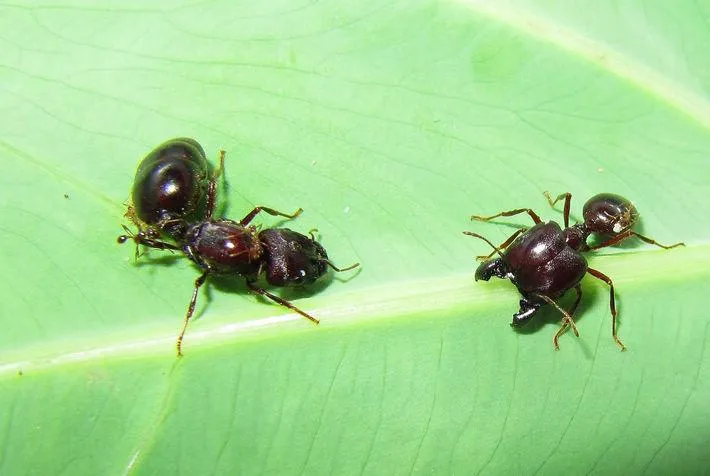 🇨🇳Carebara diversa