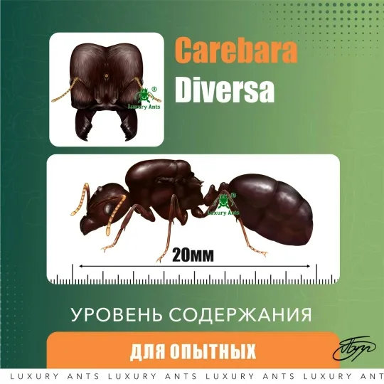 🇨🇳Carebara diversa