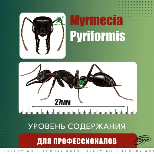 🇦🇺Myrmecia pyriformis
