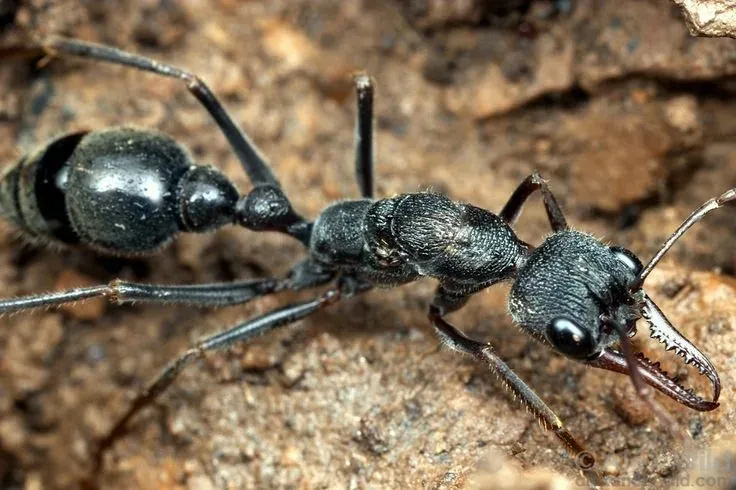 🇦🇺Myrmecia pyriformis
