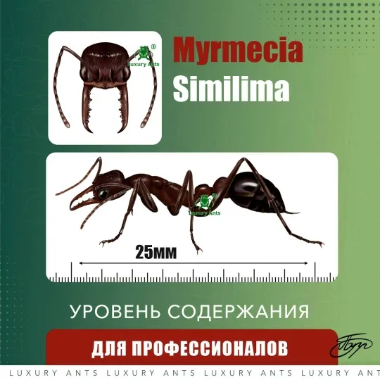 🇦🇺Myrmecia simillima