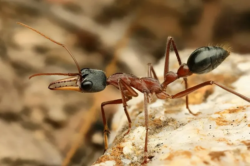 🇦🇺Myrmecia nigriceps