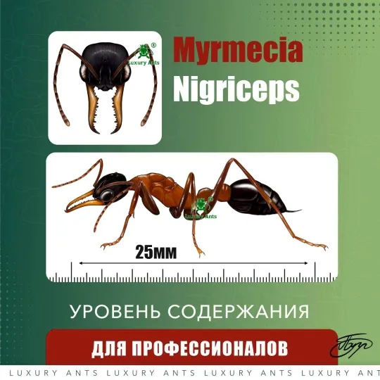 🇦🇺Myrmecia nigriceps