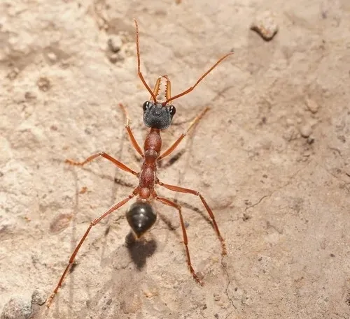 🇦🇺Myrmecia nigriceps