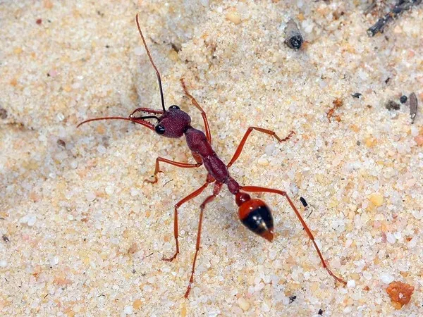🇦🇺Myrmecia nigriscapa