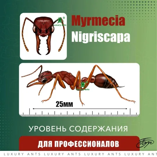 🇦🇺Myrmecia nigriscapa