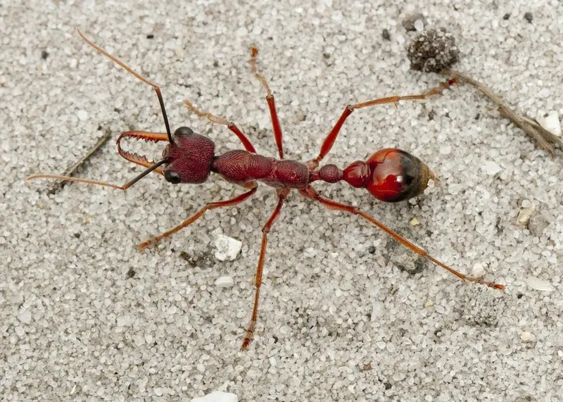 🇦🇺Myrmecia nigriscapa