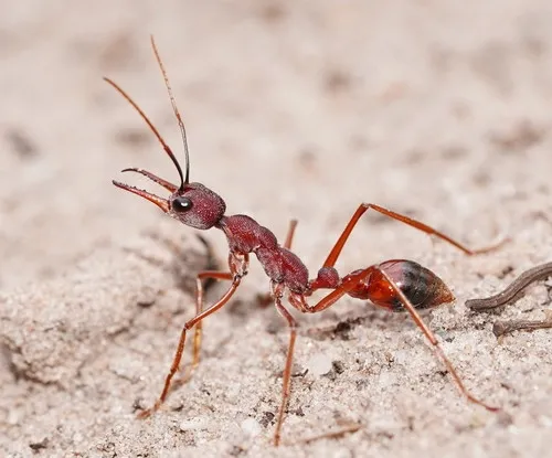 🇦🇺Myrmecia nigriscapa