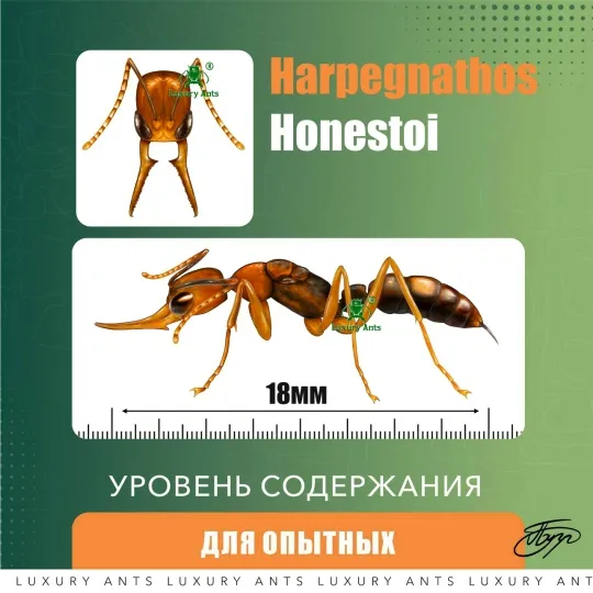 🇵🇭Harpegnathos honestoi