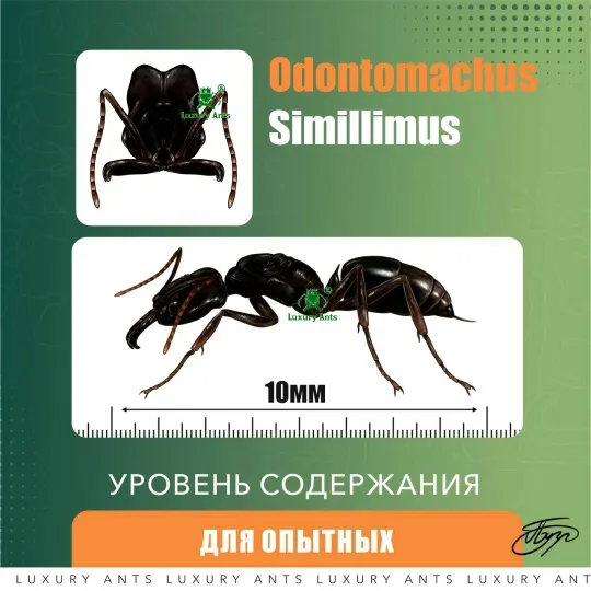 Odontomachus simillimus