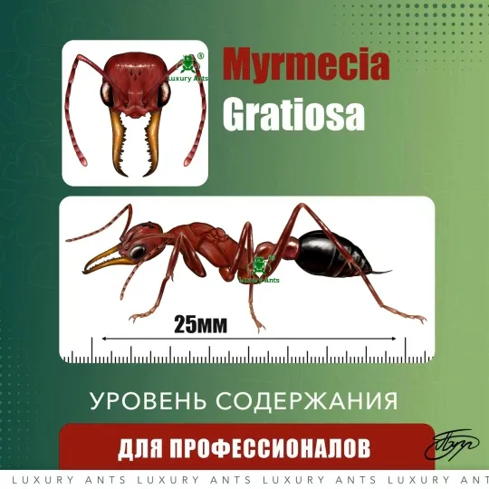 🇦🇺Myrmecia gratiosa