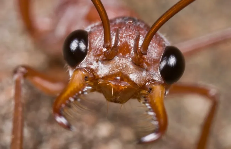 🇦🇺Myrmecia gratiosa