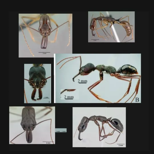 🇨🇳Odontomachus goumang