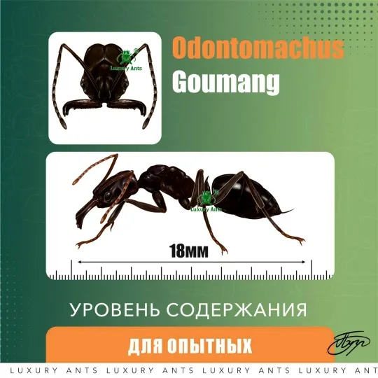 🇨🇳Odontomachus goumang