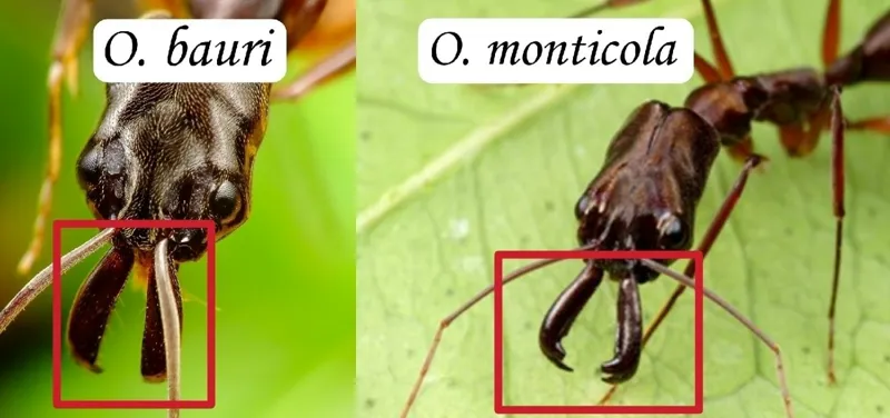 🇨🇳Odontomachus goumang