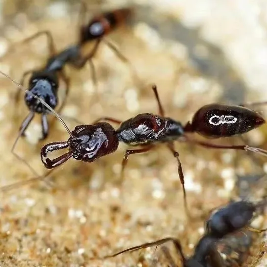 🇨🇳Odontomachus goumang