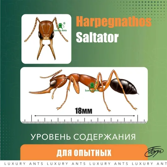 Harpegnathos saltator